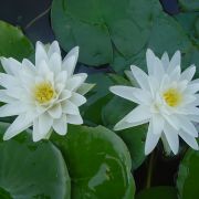 Nymphaea 'Perry's Double White'